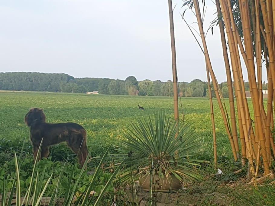 Countryside - Experience *